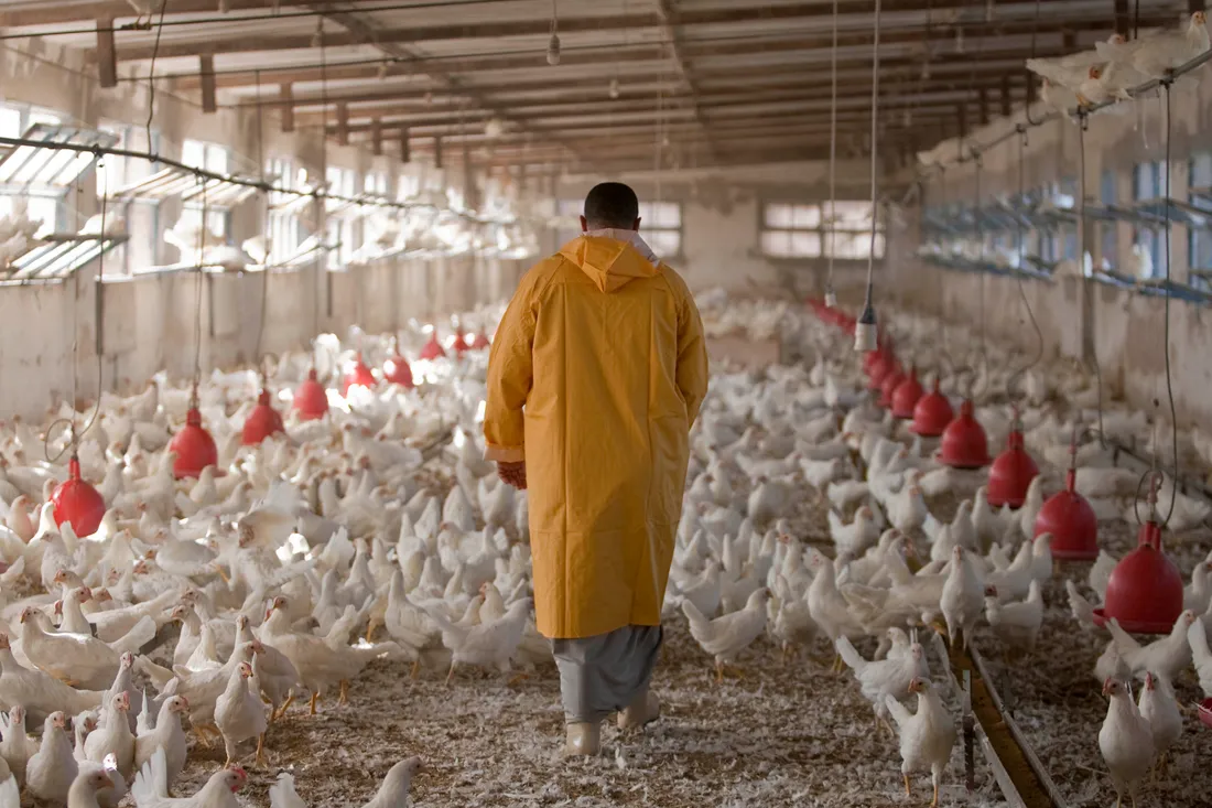 Intérieur d'un abattoir avicole moderne en activité